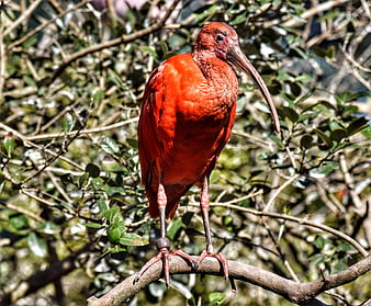 Vibrant Scarlet Ibis Perched on Tree Branch