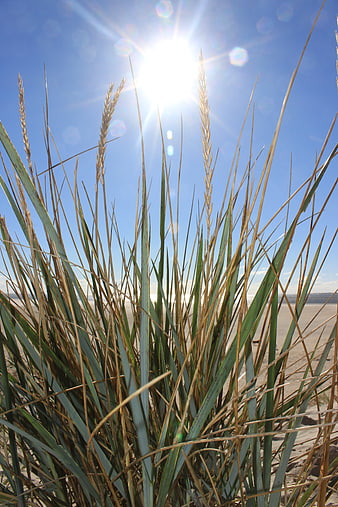 Beach grass silhouetted against bright sun and blue sky