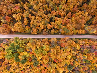 Aerial View of Colorful Autumn Forest with Road