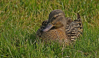 Female Mallard Duck Resting in Green Grass