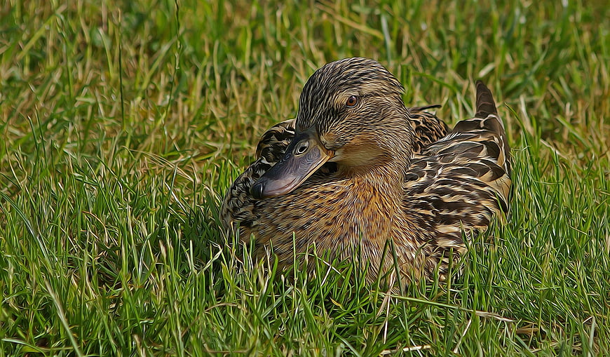 Female Mallard Duck Resting in Green Grass