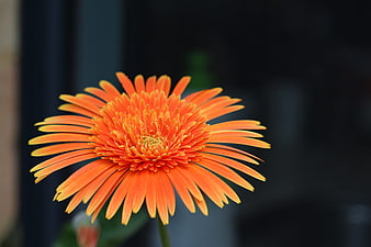 Vibrant Orange Gerbera Daisy Close-Up