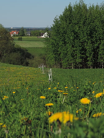 Green meadow with yellow dandelions and distant houses