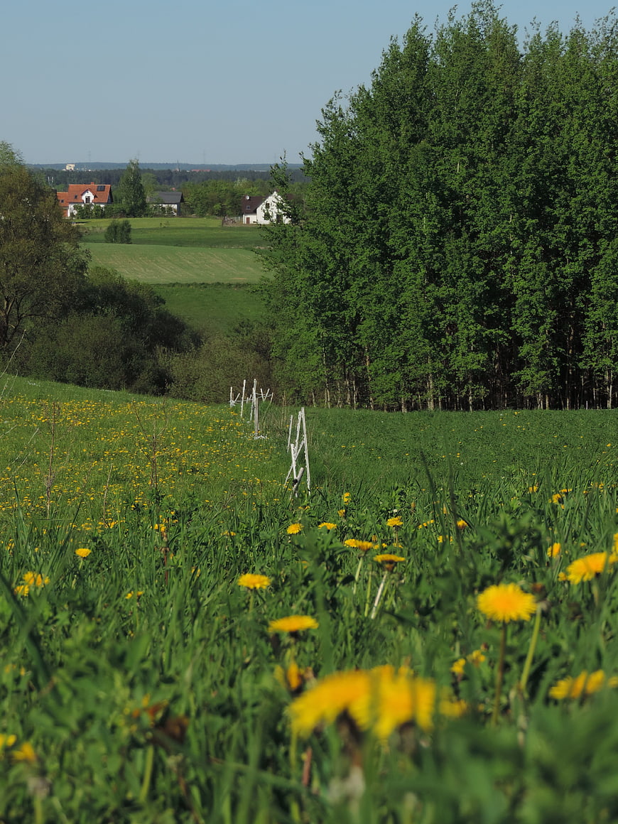 Green meadow with yellow dandelions and distant houses