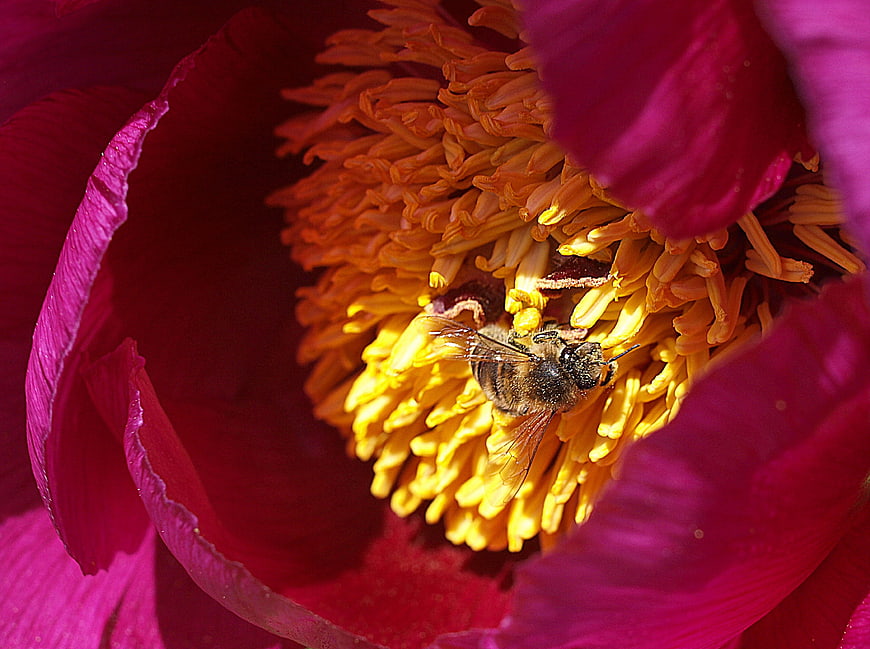 Close-up of a bee pollinating a vibrant pink peony flower
