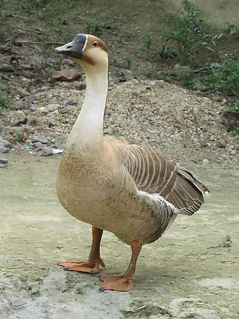 Chinese Goose Standing on Gravel Path