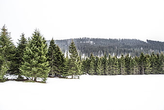 Snowy winter landscape with pine trees and forest background