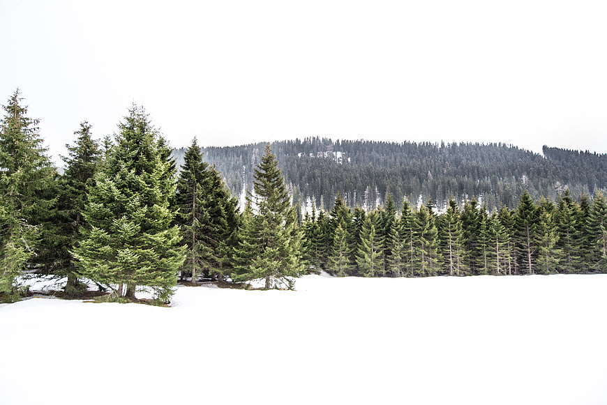 Snowy winter landscape with pine trees and forest background