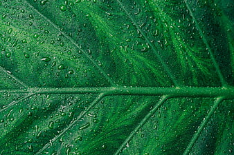 Close-up of Green Leaf with Water Droplets