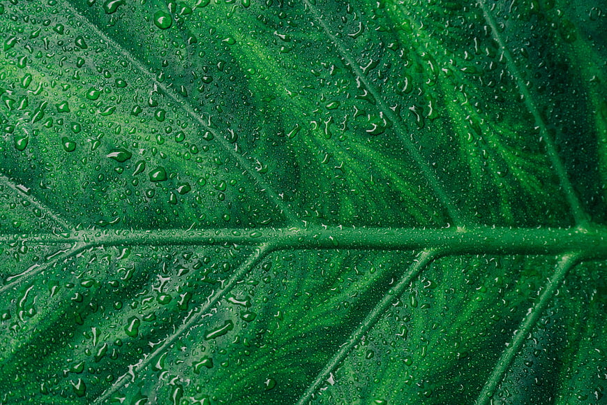 Close-up of Green Leaf with Water Droplets