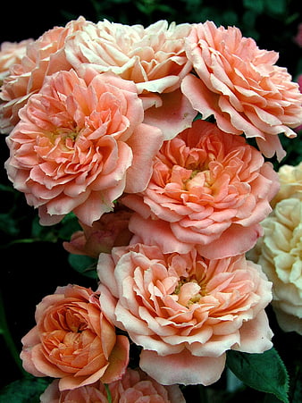 Close-up of blooming peach and apricot roses