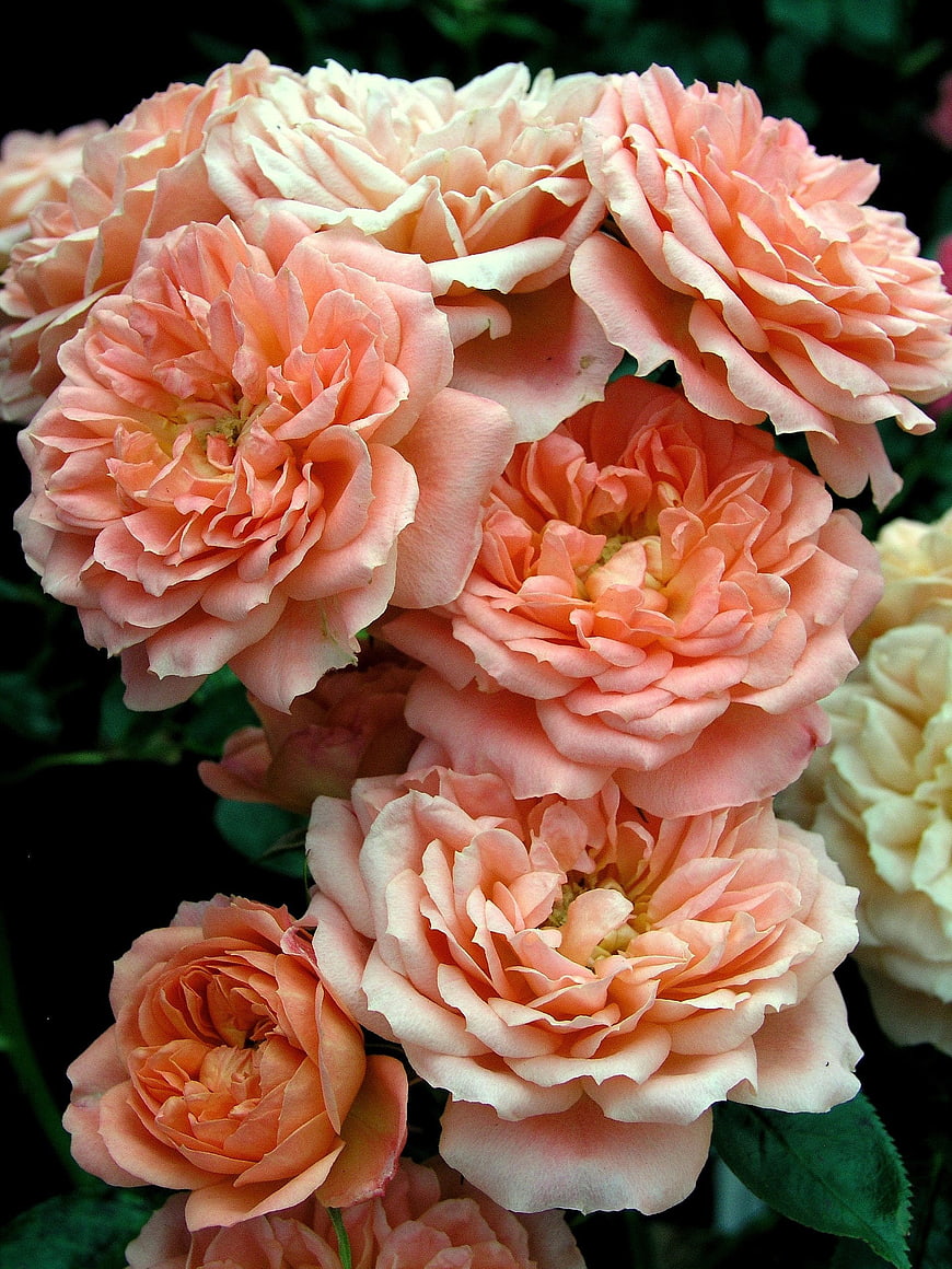 Close-up of blooming peach and apricot roses