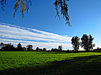 Serene Green Meadow Landscape with Blue Sky and Hanging Branches