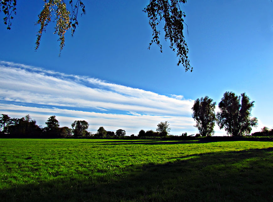 Serene Green Meadow Landscape with Blue Sky and Hanging Branches