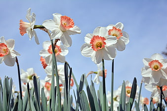 White and Pink Daffodils Blooming Against Blue Sky