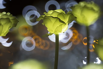 Glowing LED Rose with Bokeh Lights at Night