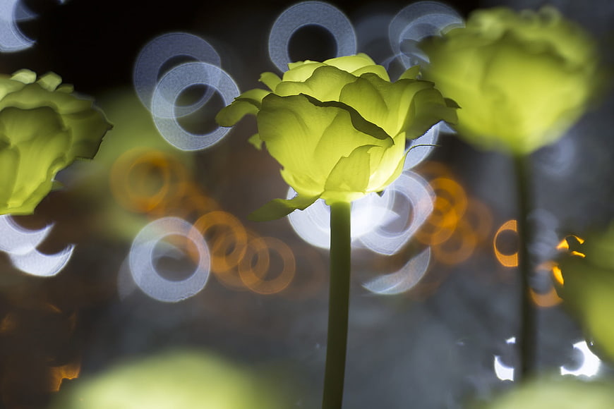 Glowing LED Rose with Bokeh Lights at Night