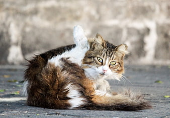 Fluffy Tabby Cat Grooming Outdoors on Pavement