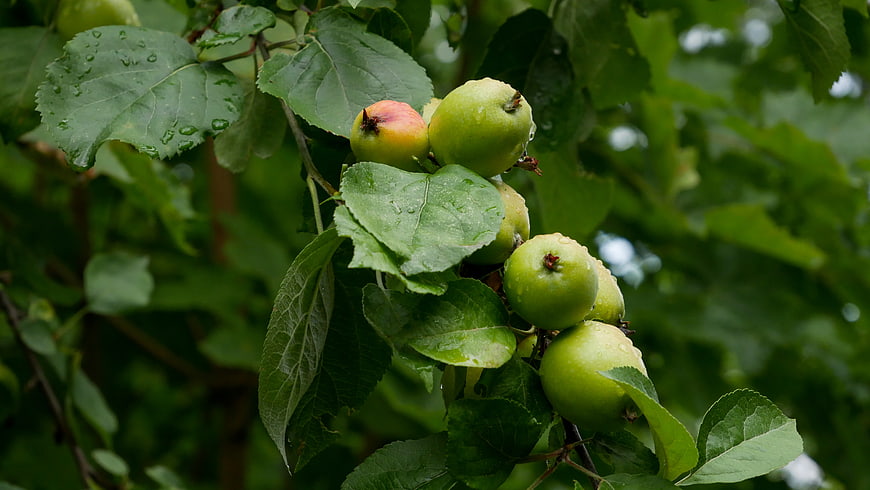 Fresh Green Apples with Raindrops on Tree Branch
