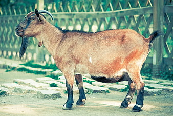 Brown Goat with Beard and Horns Standing by Wooden Fence