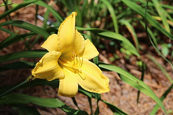 Vibrant yellow daylily flower in a garden setting
