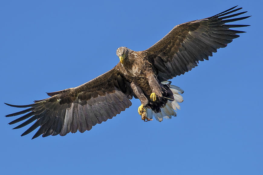 White-tailed Eagle Soaring with Prey Against Blue Sky