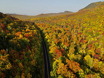 Aerial View of Winding Road Through Vibrant Autumn Forest