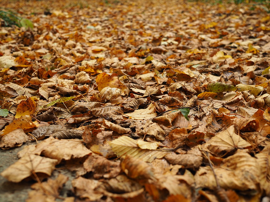 Close-up of brown and yellow autumn leaves on forest floor