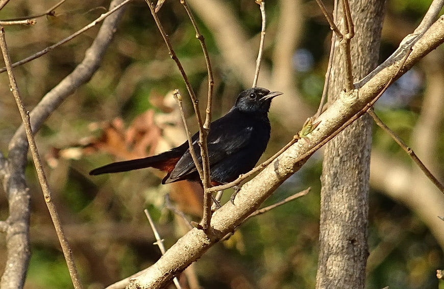 Male Indian Robin Perched on Branch in Natural Habitat