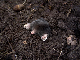 Close-up of a mole digging in dark soil