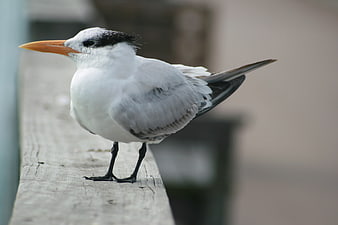Royal Tern Perched on Wooden Rail