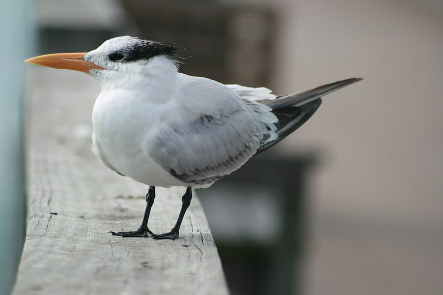 Royal Tern Perched on Wooden Rail
