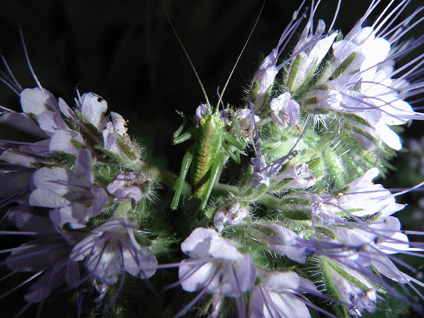 Green Grasshopper on Purple Phacelia Flower Closeup