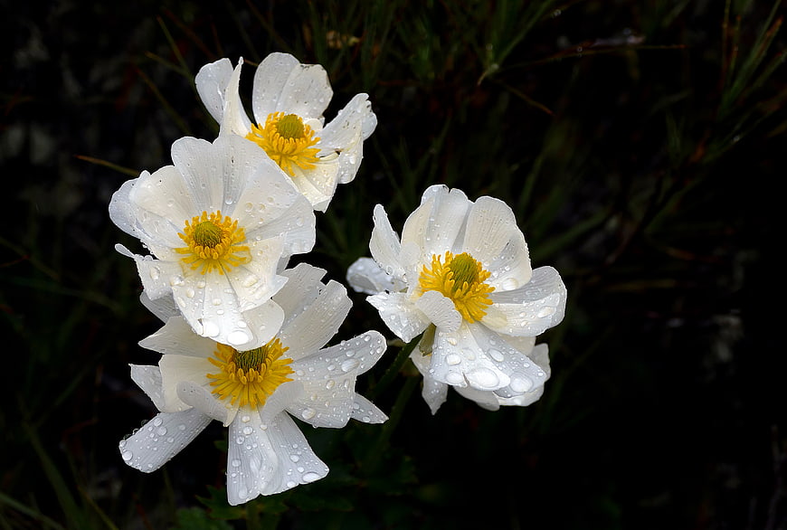 White Anemone Flowers with Dew Drops on Dark Background