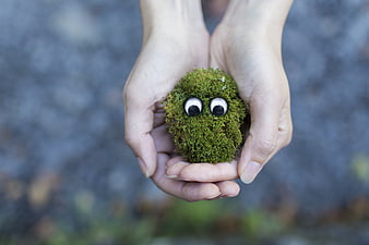 Cute moss ball with googly eyes held in cupped hands