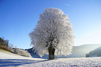 Solitary Hoarfrost Tree in Winter Landscape