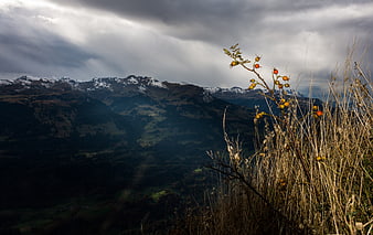 Dramatic Mountain Landscape with Foreground Berries and Cloudy Sky