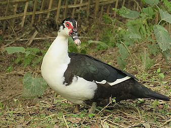 Muscovy Duck Standing in Natural Outdoor Setting