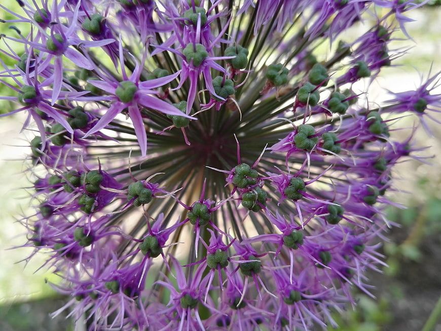 Close-up of purple allium flower with green buds