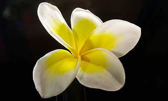 Close-up of White and Yellow Plumeria Flower on Black Background