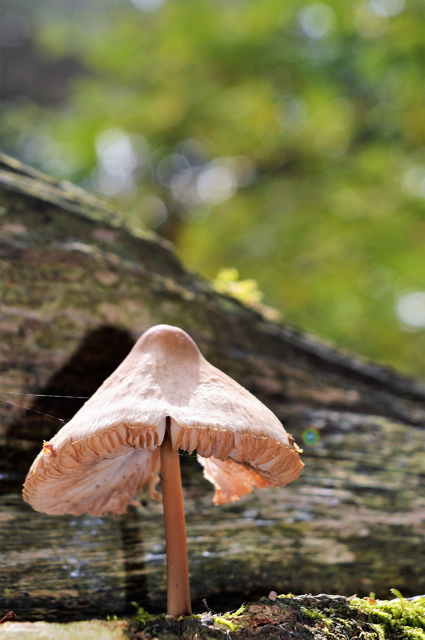 Close-up of a small brown mushroom on a mossy log in a forest