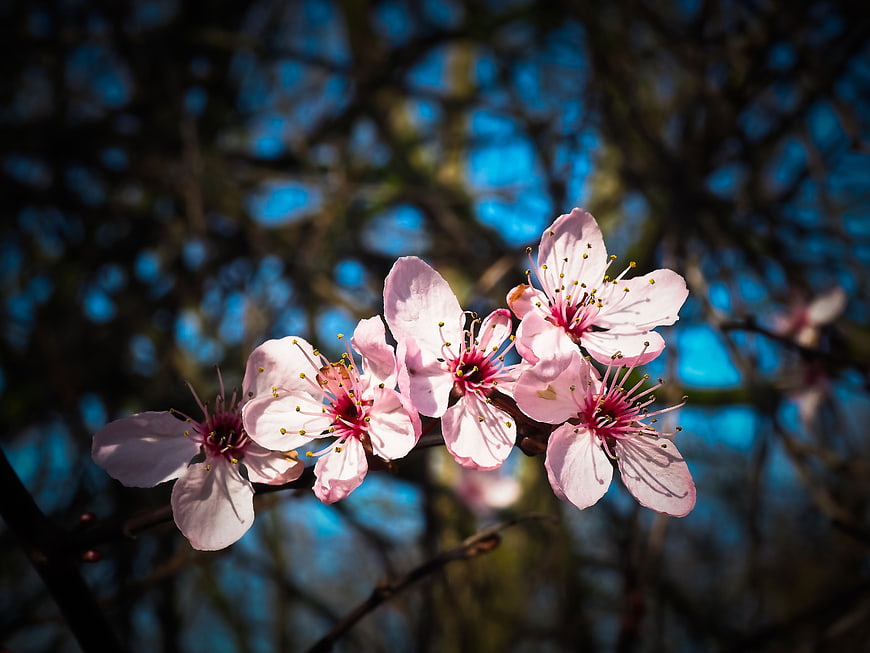 Pink Almond Blossoms on Branch Against Blue Sky