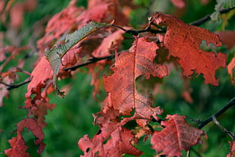 Close-up of weathered red autumn leaves on a branch