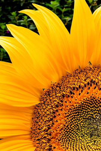 Close-up of vibrant yellow sunflower petals and seeds