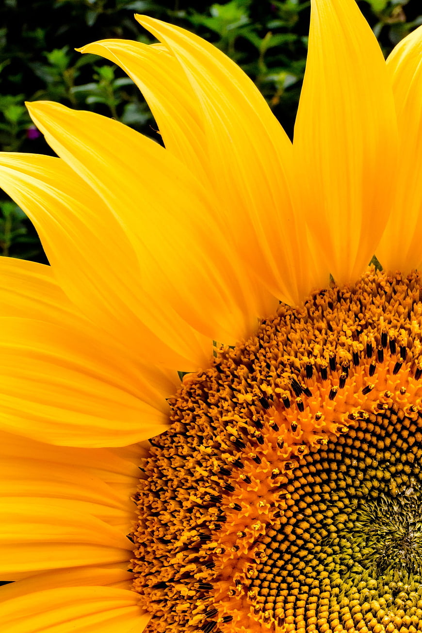 Close-up of vibrant yellow sunflower petals and seeds
