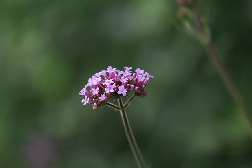 Close-up of purple verbena flower on green background