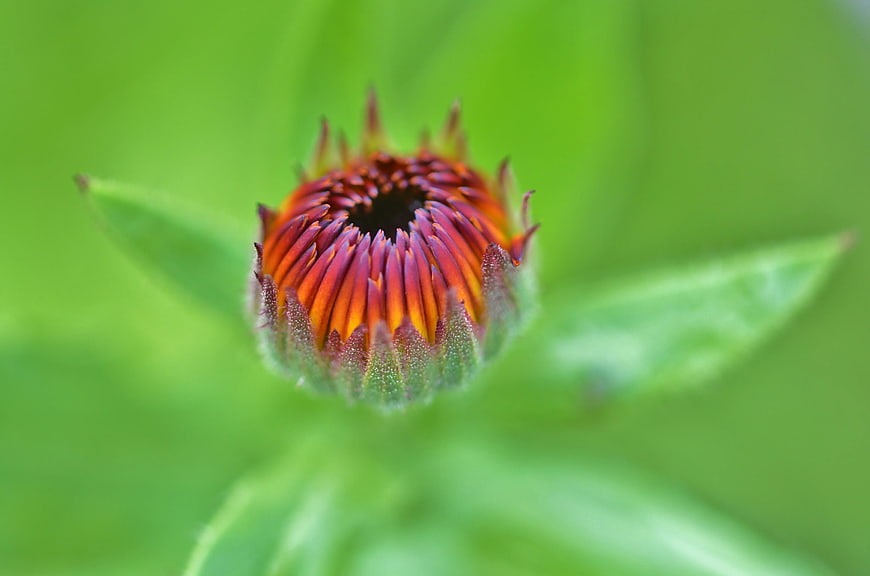 Close-up of a vibrant red and orange flower bud against green