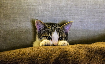 Cute Tabby Kitten Peeking Over Sofa Cushion