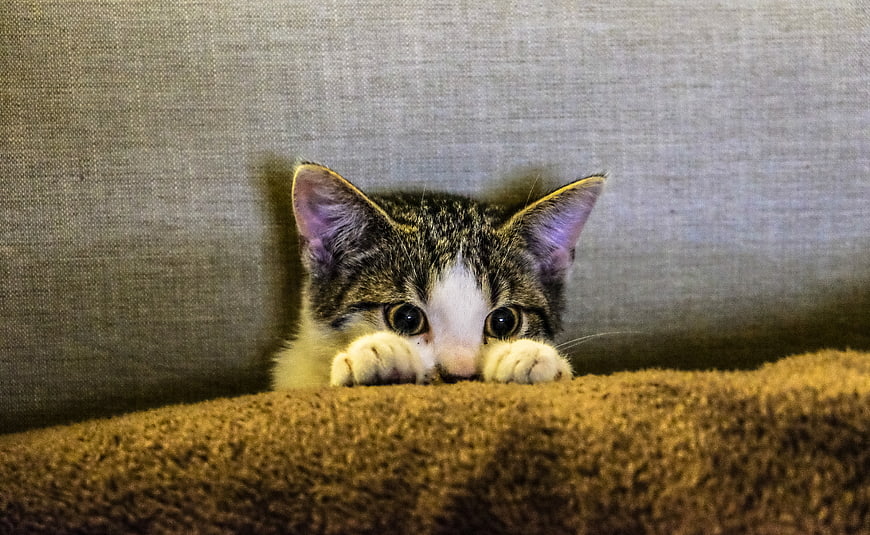 Cute Tabby Kitten Peeking Over Sofa Cushion