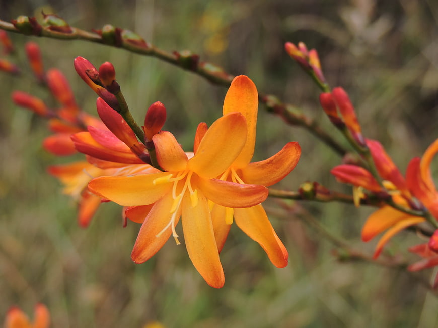 Close-up of vibrant orange crocosmia flower in nature